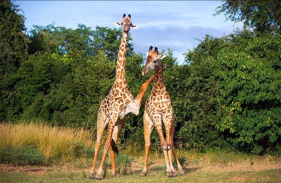 Giraffes