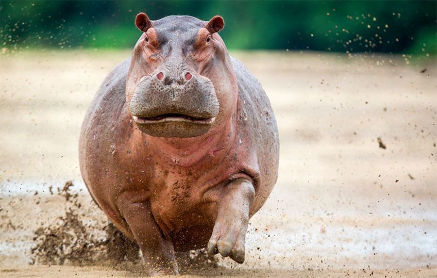 Hippo Charge