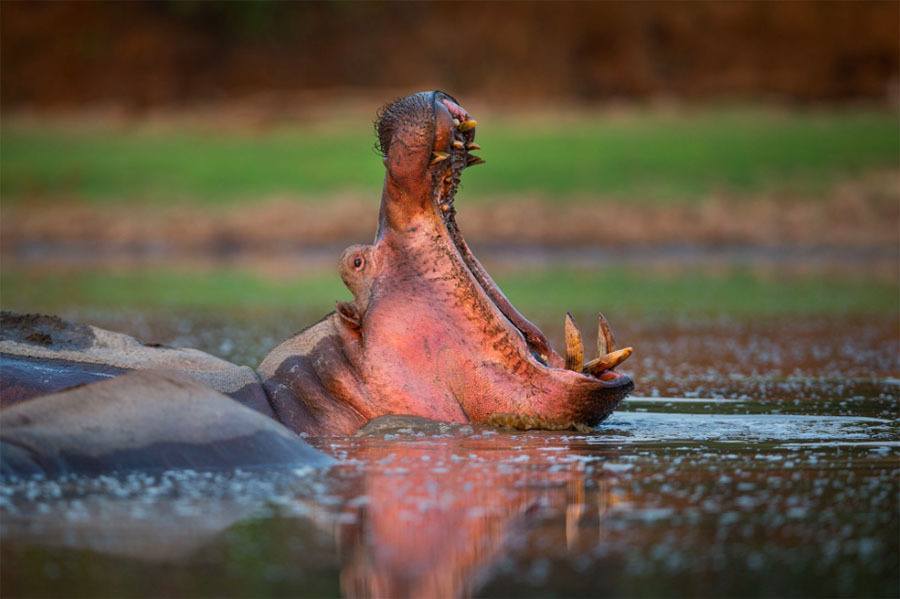 Hippo Mouth