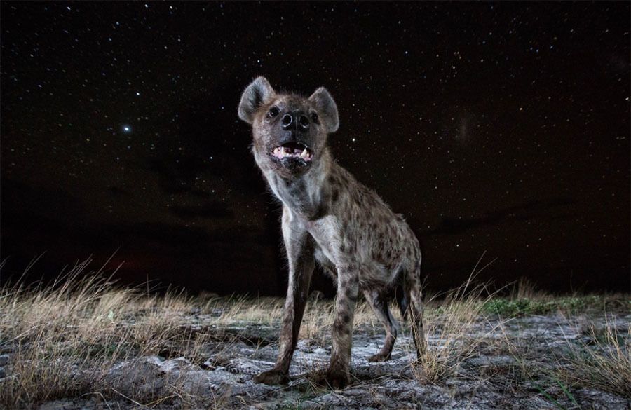 Hyena Night