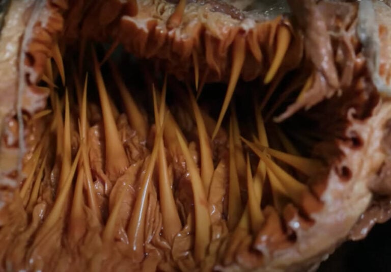 See Inside The Leatherback Sea Turtle's Horrifying Mouth