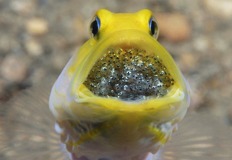 Yellow Headed Jawfish Male With Eggs 1 20 13 387