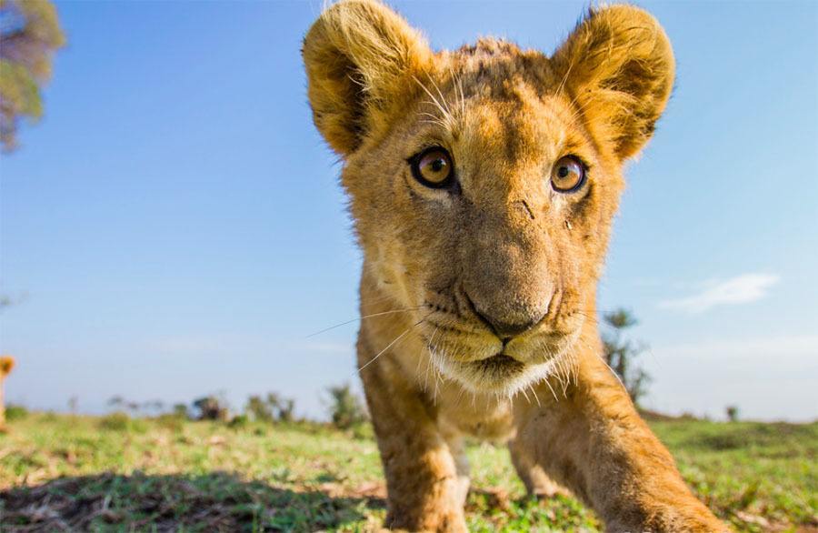 Lion Cub