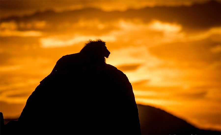 Lion Dusk