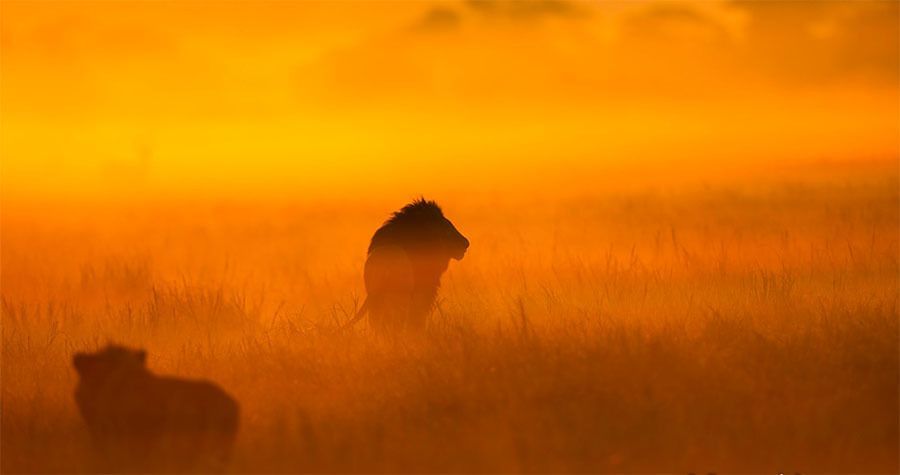 The Breathtaking Wildlife Photography Of Will Burrard-Lucas | Women System