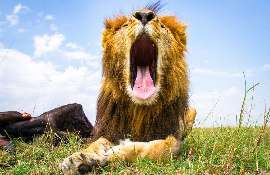 Lion Opening Mouth