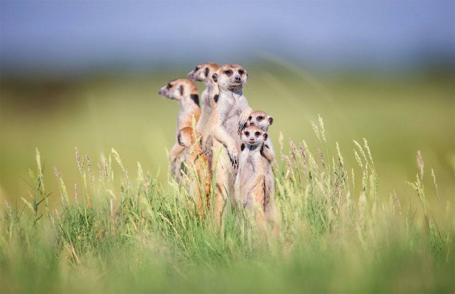 Meerkat Family