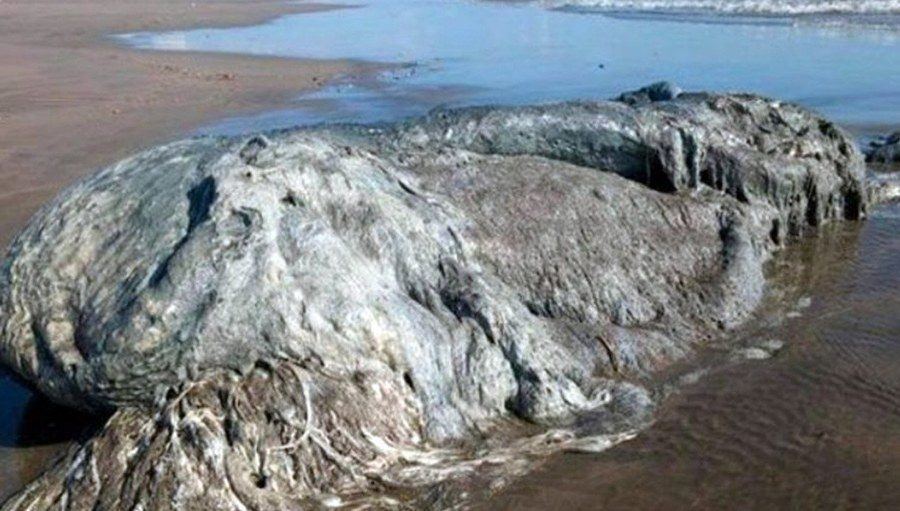 Huge Mystery Sea Creature Washes Ashore In Mexico