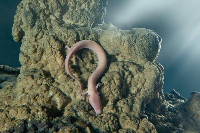 Olm Salamander