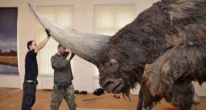 Siberian Unicorn Featured