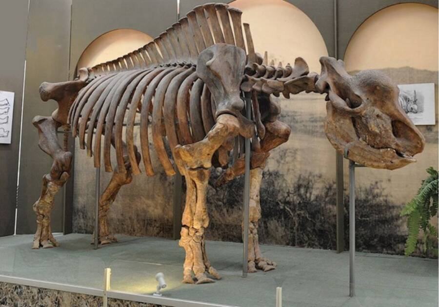 Elasmotherium Sibiricum Skeleton