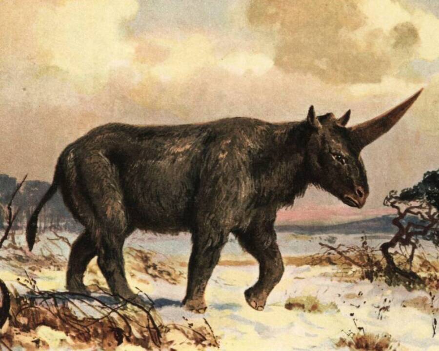 Elasmotherium Sibiricum In The Snow