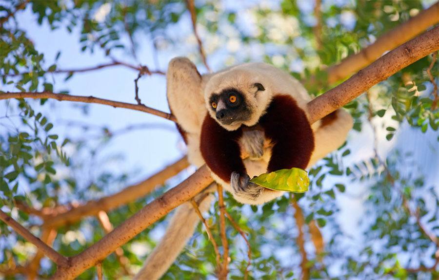 Sifaka Eating Seeds