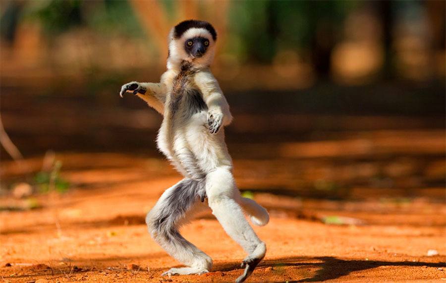 Sifaka Jumping