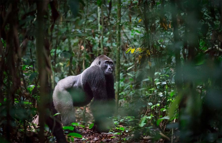 Silverback Gorilla