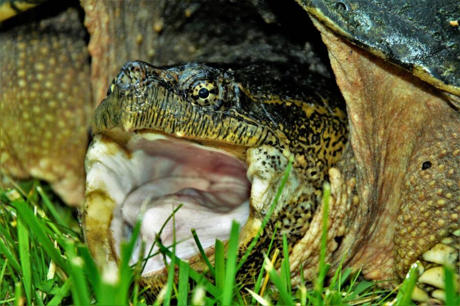 Snapping Turtle Mouth