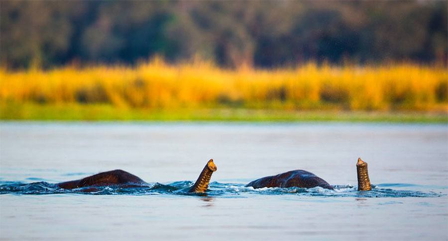 Snorkeling Elephants