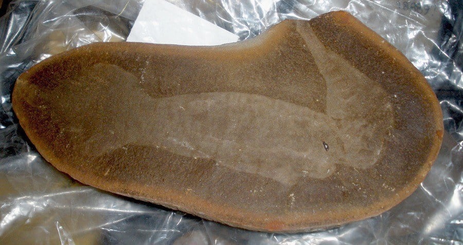 Tully Monster Fossil