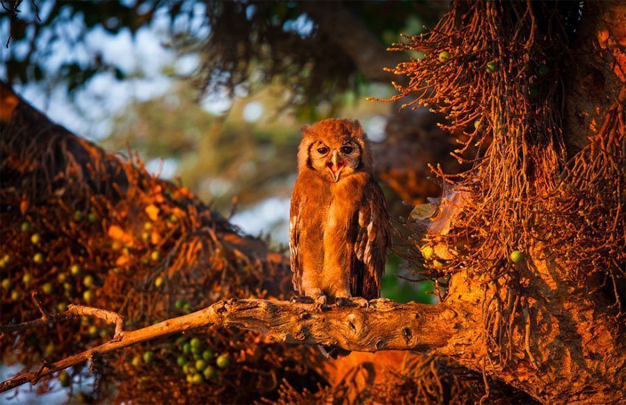 Wild Owl