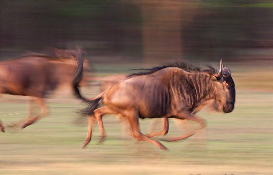 Wildebeest Running