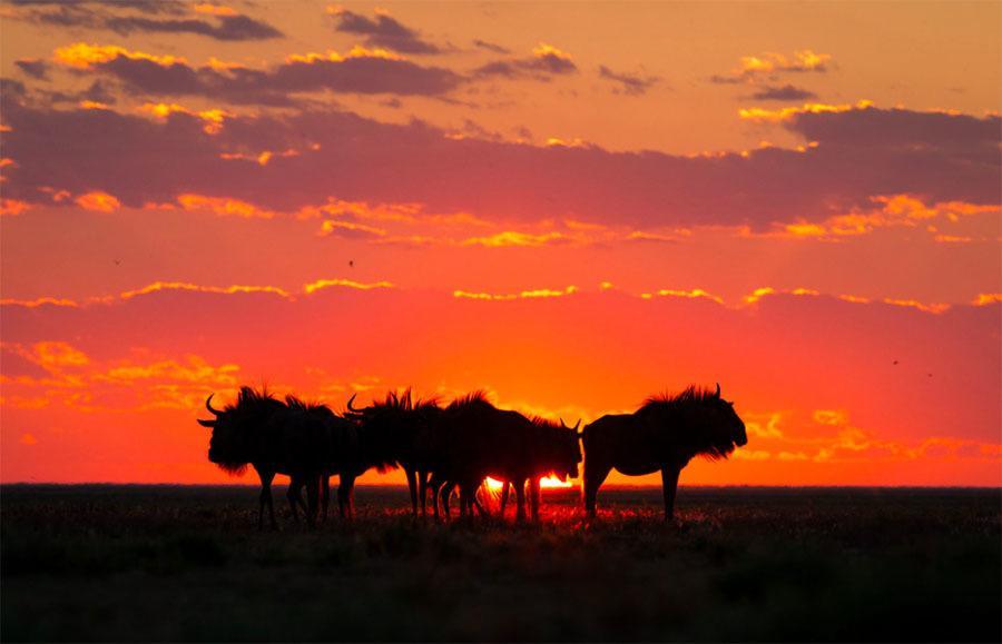 Wildebeest Sunset