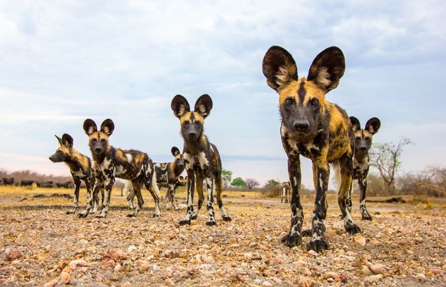 Wildlife Photography Wild Dogs