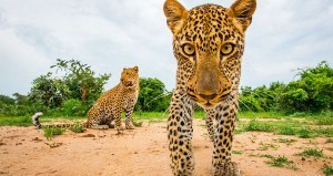 Young Leopards