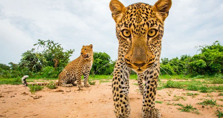 Young Leopards
