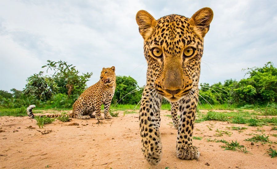 Young Leopards