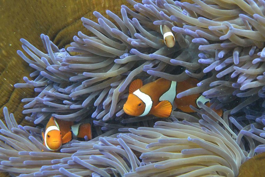 Coral Bleaching At The Great Barrier Reef