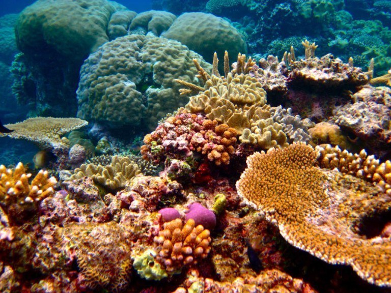 Coral Reef Discovered Near Amazon River Shocks Scientists