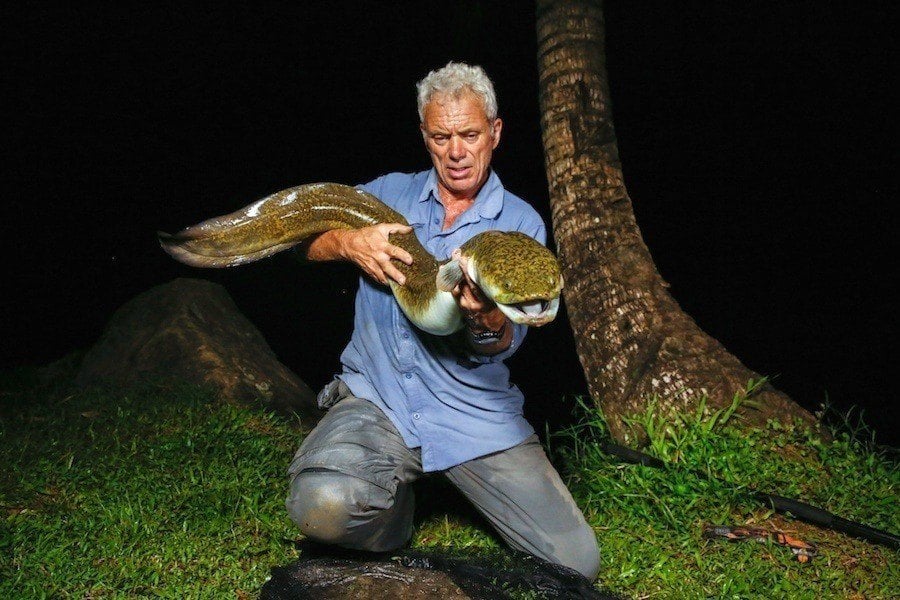 Giant Mottled Eel