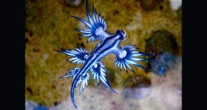 Glaucus Atlanticus