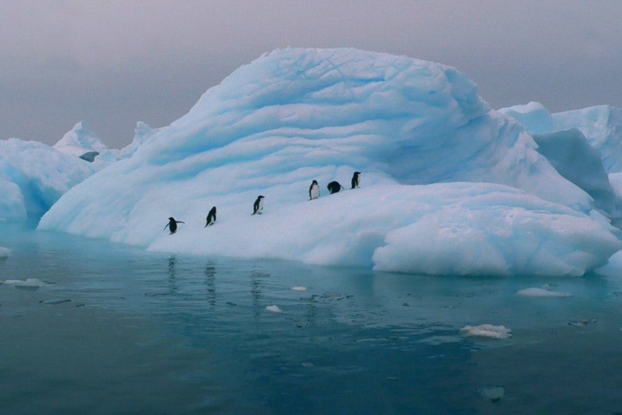 Iceberg Penguins