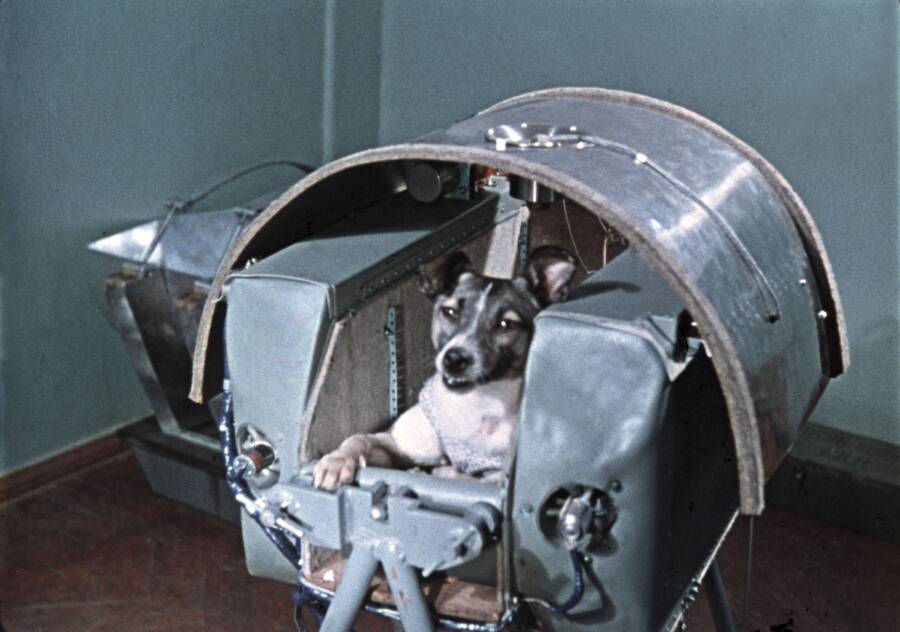 Laika, The Soviet Space Dog Sent On A Suicide Mission