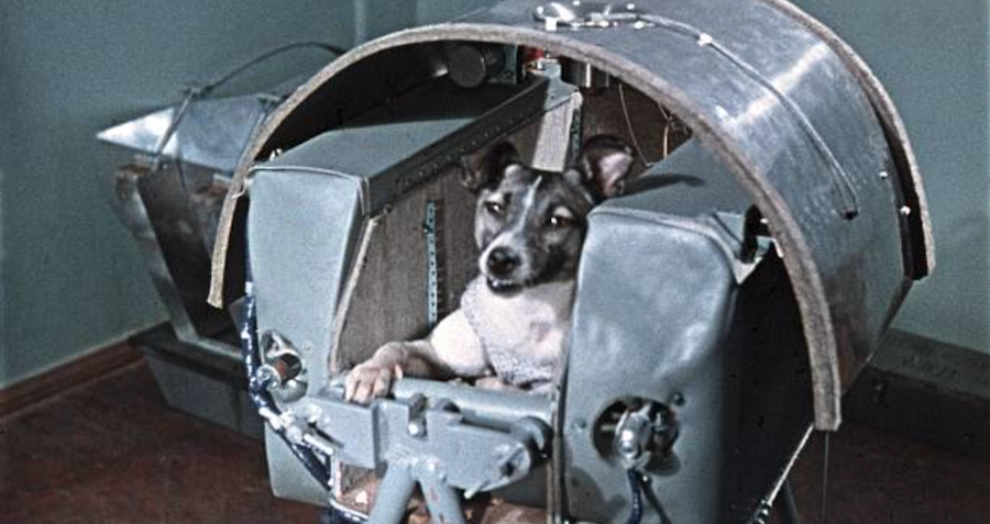Meet Laika, The Soviet Dog Who Was Forced To Give Her Life For The Space Ra...