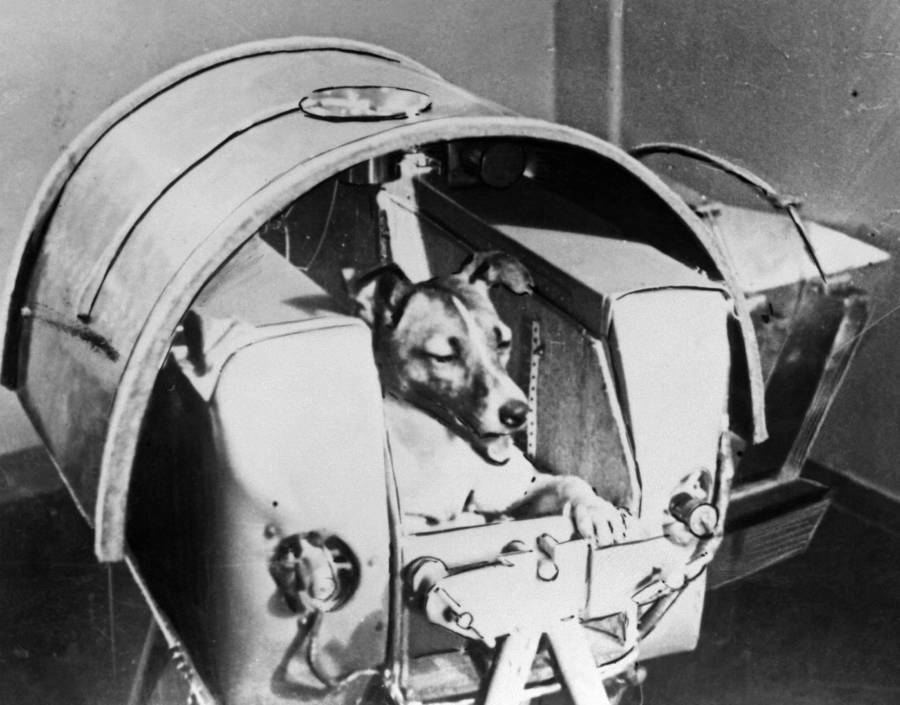 Laika Secured Inside Sputnik 2