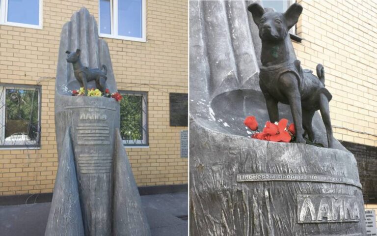 Laika, The Soviet Space Dog Sent On A Suicide Mission