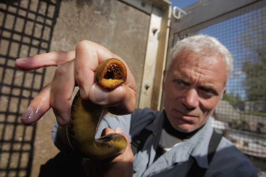 Lamprey