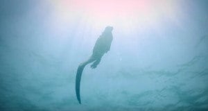 Marine Iguana Swimming