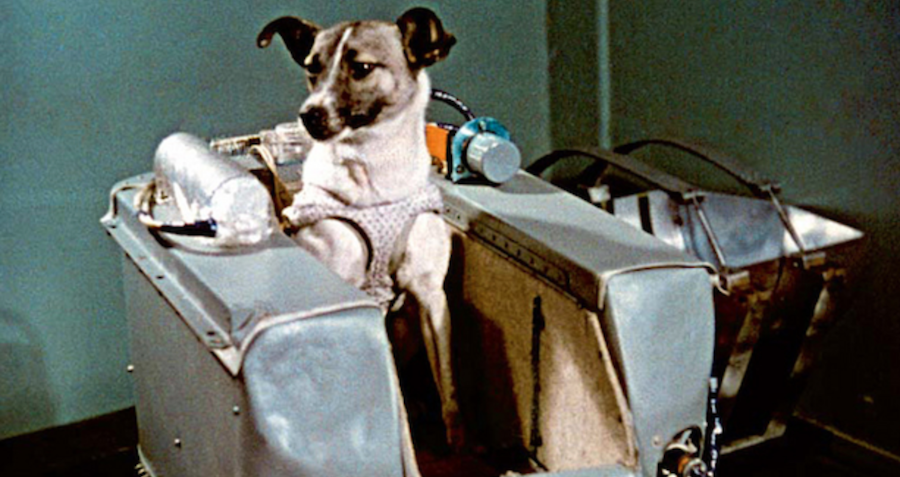 laika-the-soviet-space-dog-sent-on-a-suicide-mission