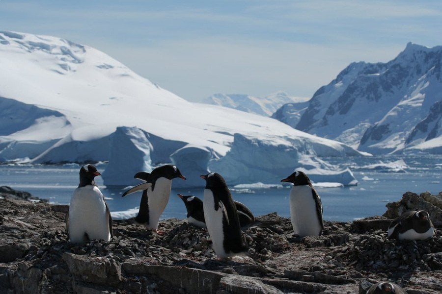 Playful Penguins