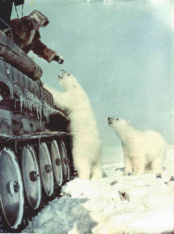 Polar Bears Tank