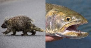 Porcupine Fish weird sex laws