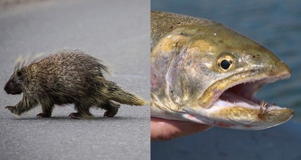 Porcupine Fish weird sex laws