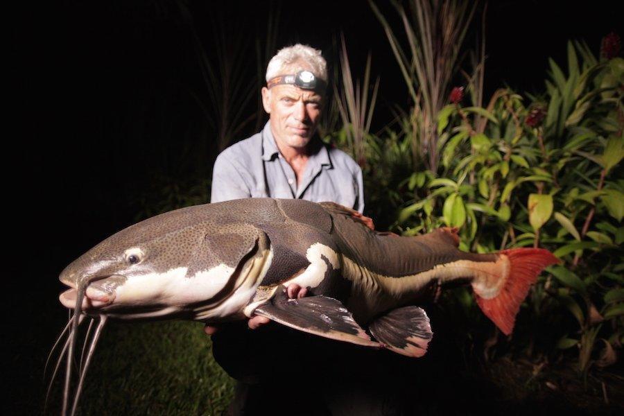 jeremy wade redtail catfish