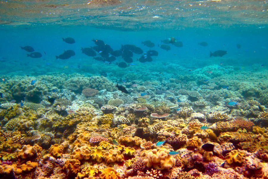 Coral Bleaching At The Great Barrier Reef In 25 Startling Photos