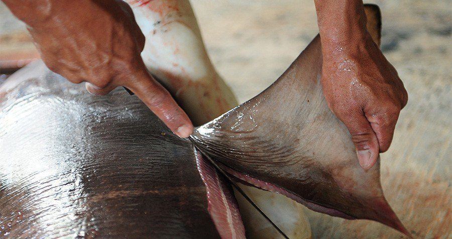 Shark Finning Knife Hands