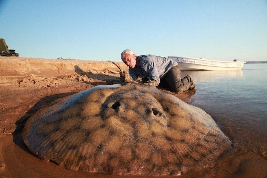 Weird River Fish Stingray