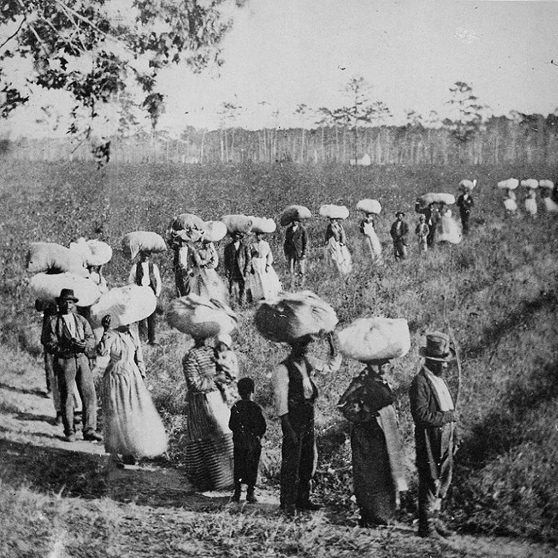 Thomas Jefferson Cotton Workers